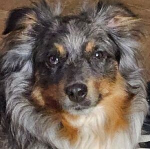 6 Pieces Miss Doggy Fashionista Mystery Box size Medium